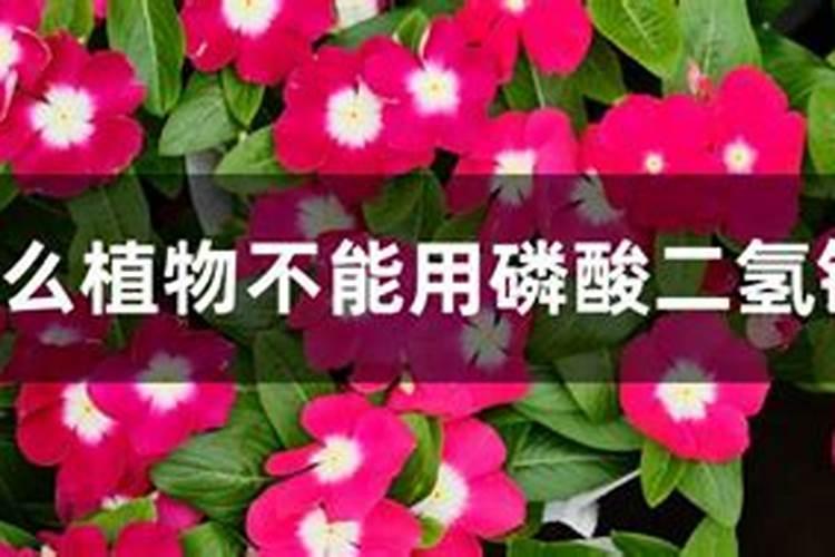 旱金莲不开花怎么办,喷洒药剂施加磷钾肥