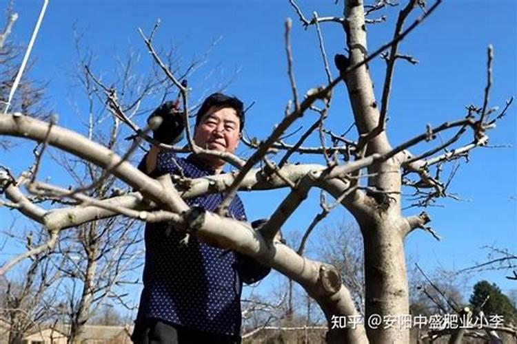 果树防霜冻妙招 四大妙招送给你