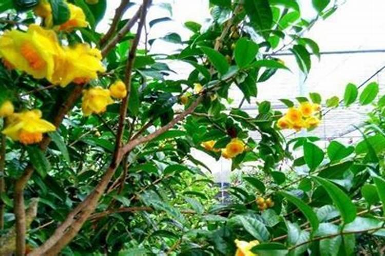 茶花发芽了怎么养好 茶花生长新芽时如何养护