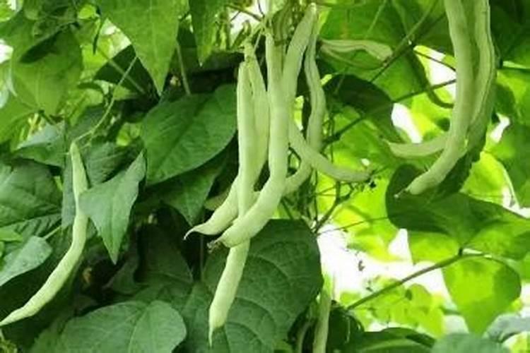 磷肥和二铵有什么不同