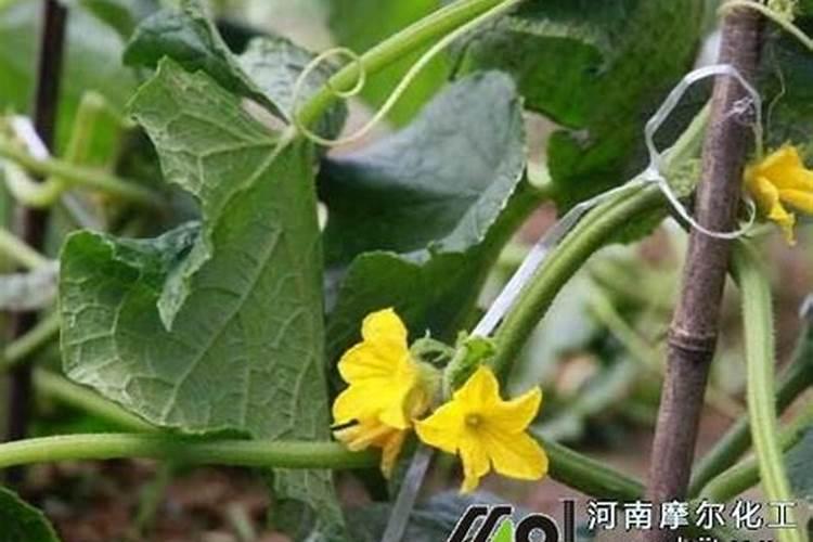 种植油菜该怎么施硼肥？