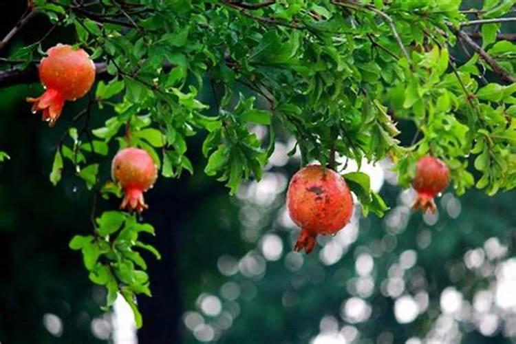 油菜什么时候施硼肥合适？