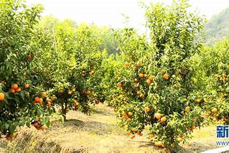 种菜一般都用什么肥料