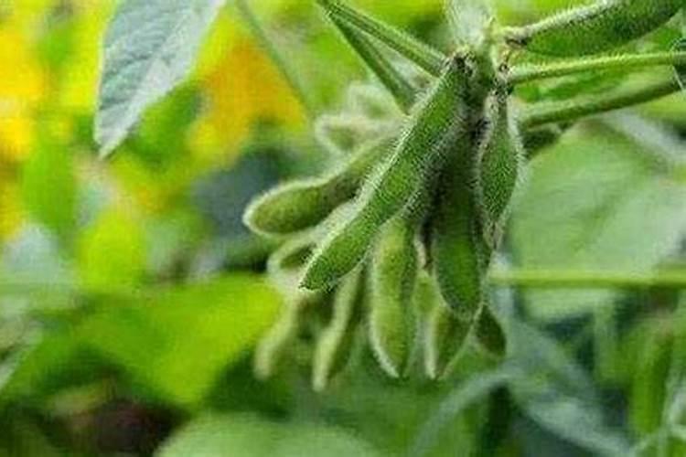 高磷水溶肥什么时候用