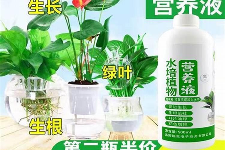 萄葡树怎么修剪