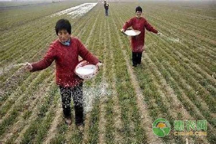 一百斤水兑多少尿素灌根