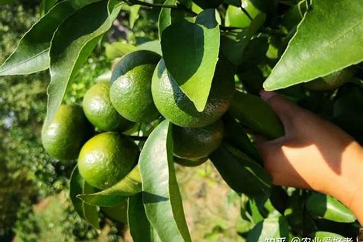 茉莉花施什么肥茉莉花怎么施肥