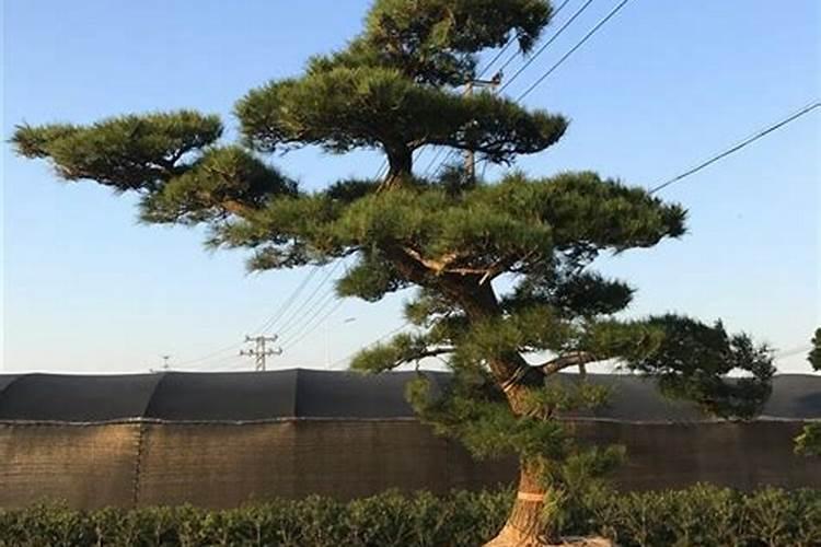 大棵罗汉松树的养殖方法