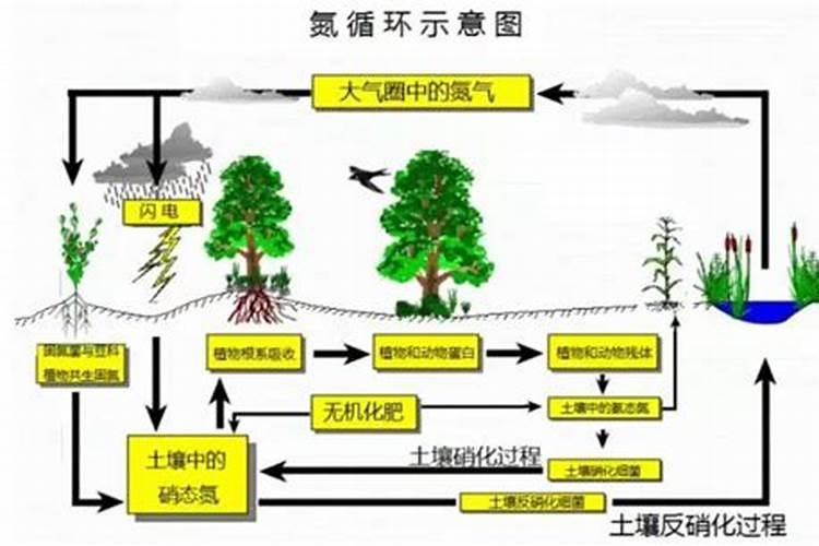 番茄结果期施什么肥好,如何施肥