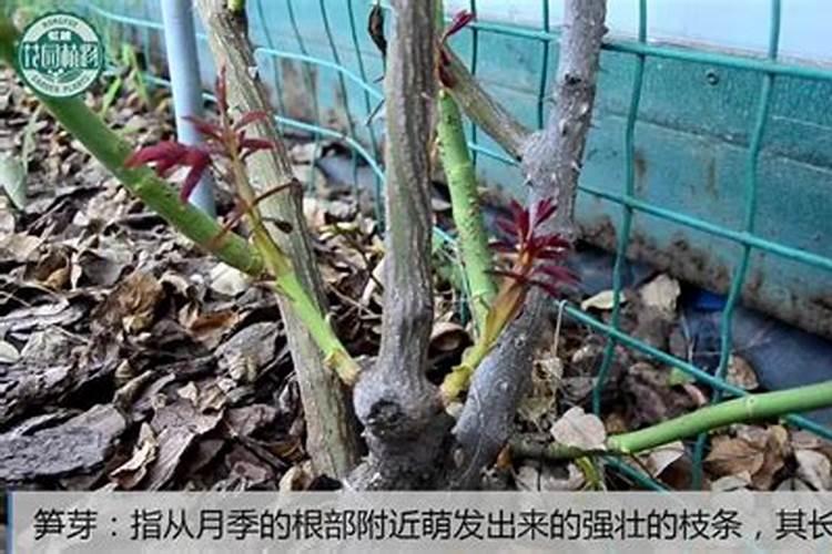 黄豆水可以浇蟹爪兰吗