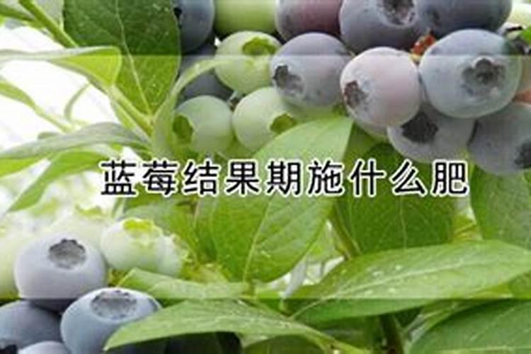 蓝莓需要打什么叶面肥