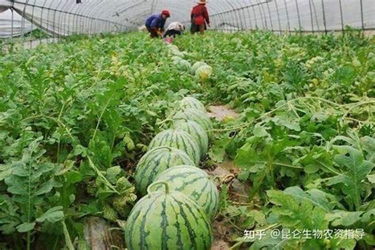 豆子开花期打什么药 豆子开花期打什么药最好