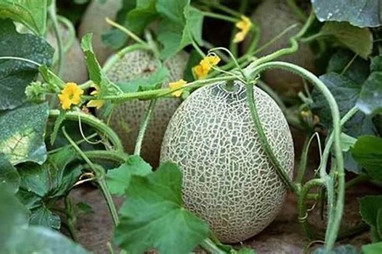 哈密瓜种植技术与管理法