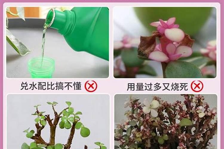 金枝玉叶的养殖方法和注意事项