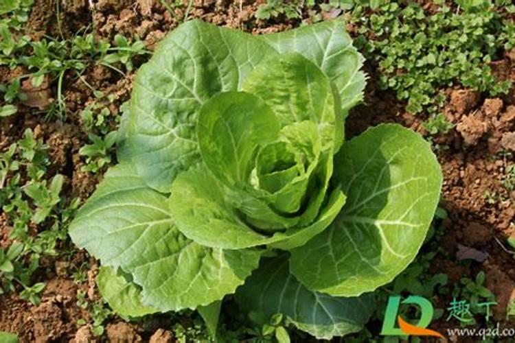 生姜种植时间和方法