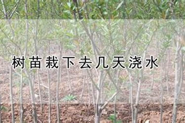 树木种植多久可以施肥