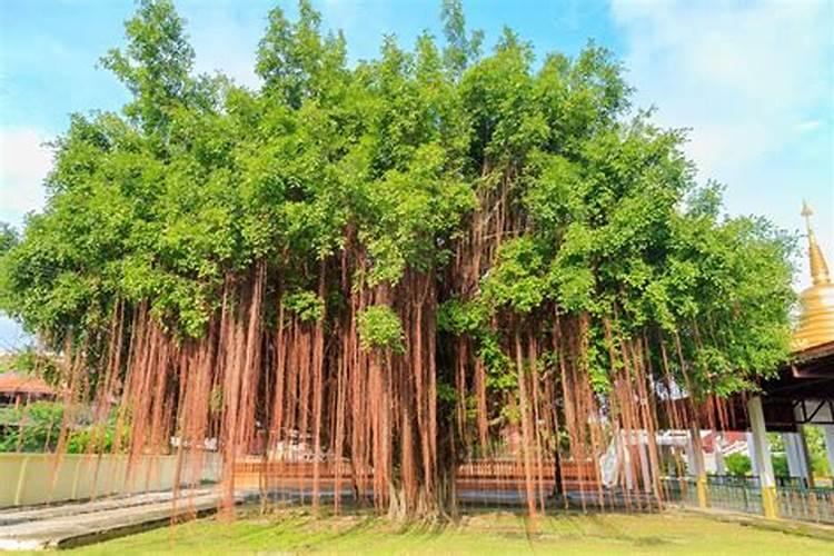 刚种荔枝苗种下多久可以施肥