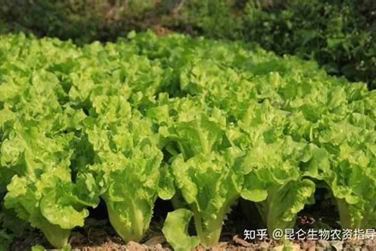 球生菜不节球打什么药