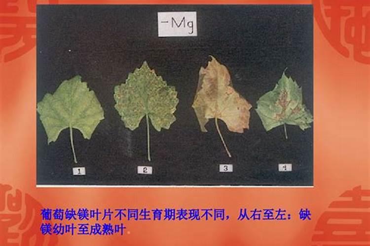 钾肥的供需状况