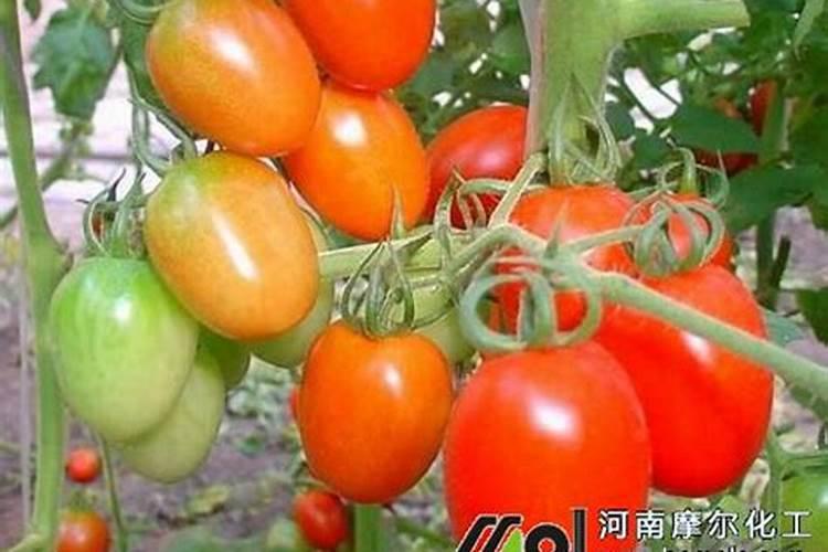 肥老头产品介绍