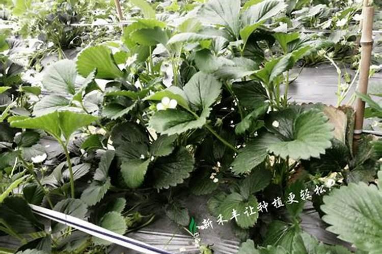 花生喷什么能高产 花生种多久可以收获