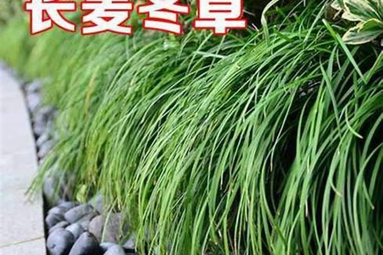 锌肥五忌 和磷酸二氢钾能一起用吗