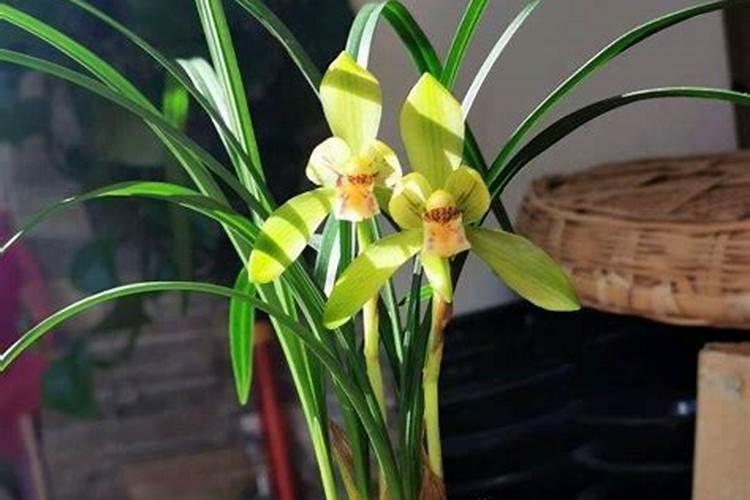 北方适合养兰花吗