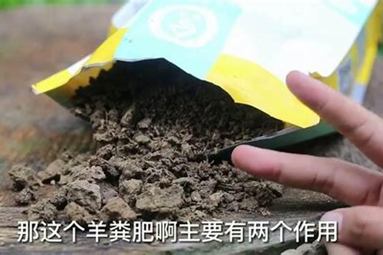 种花种菜的小技巧;种菜用什么肥料最好