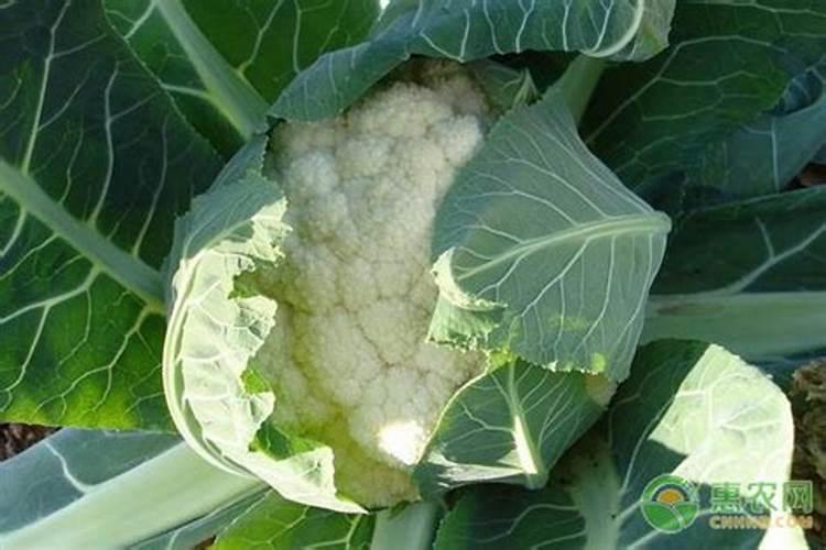 花盆种菜如何施肥