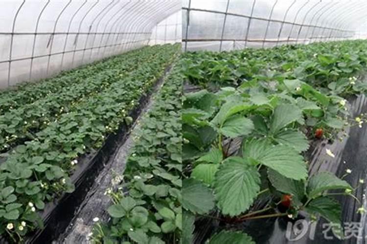 芍药施什么肥最好