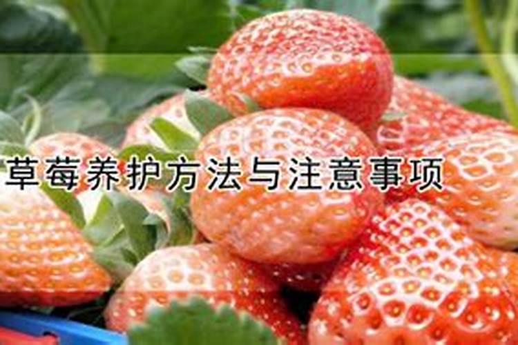 锌肥对玉米的影响及用量,锌肥的施用方法