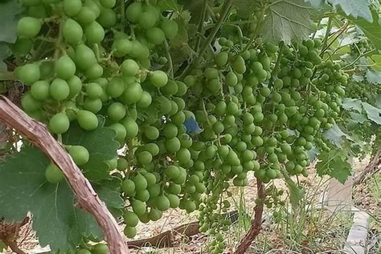 一年中什么时候给月季施肥最好(月季施肥的最佳时间)