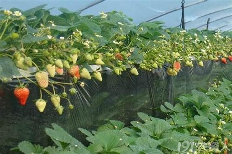 草莓蓝莓怎么种