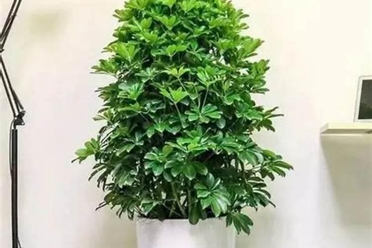 富贵树用什么肥料