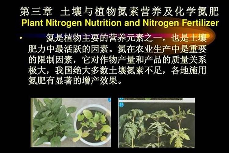 氮肥如何被植物吸收的？