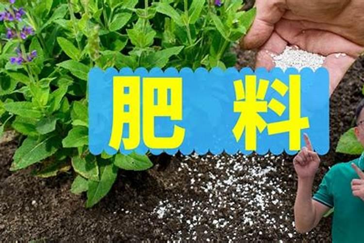 种菜用什么肥最好