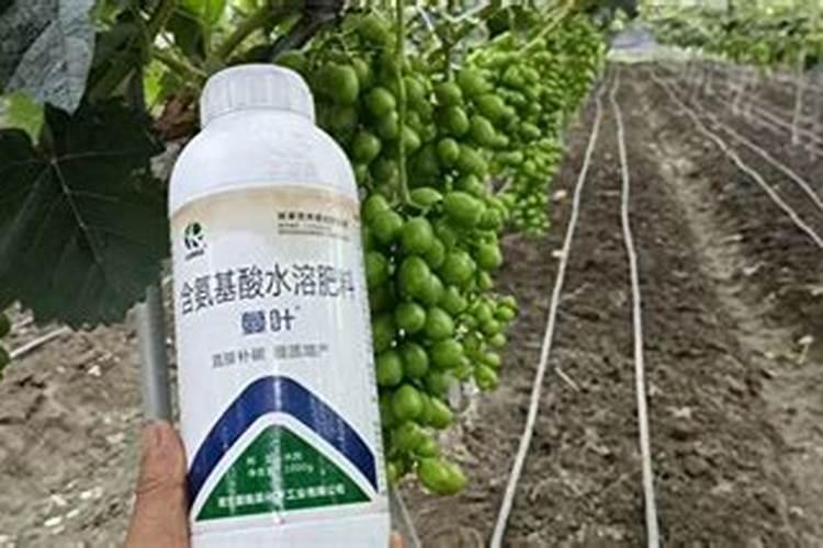 葡萄什么时候上肥料最好葡萄怎么施肥