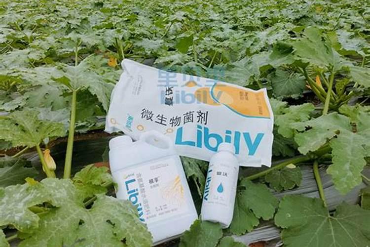 硝酸铵钙在大棚蔬菜上冲施好不好