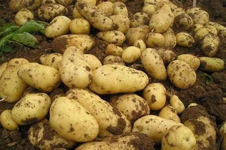 玉米复合肥氮磷钾最佳比例