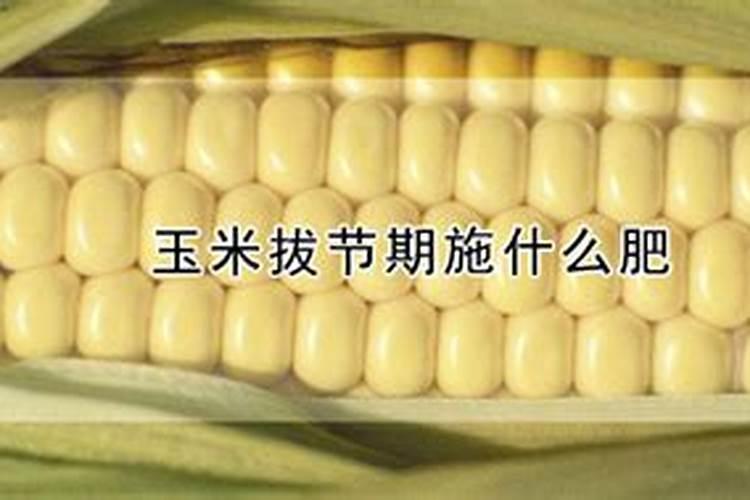 玉米使用什么叶面肥好