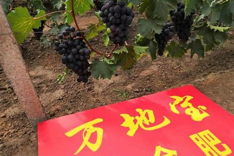 磷钾肥是什么肥