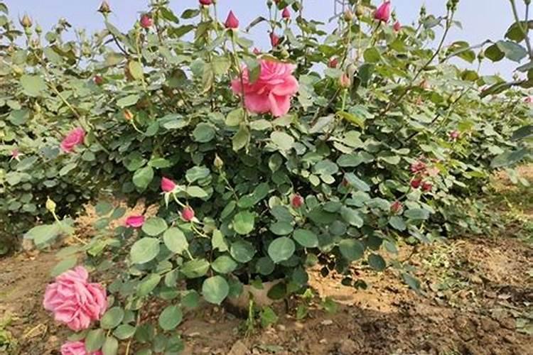 花卉叶面肥多久喷一次