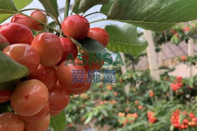 水溶肥十大名牌,摩力水溶肥效果极好