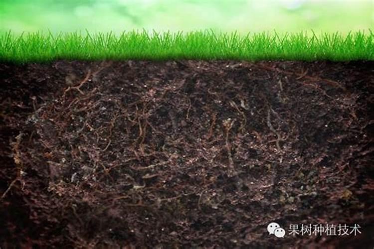 钙镁磷肥怎样用效果好 钙镁磷肥使用注意事项有哪些