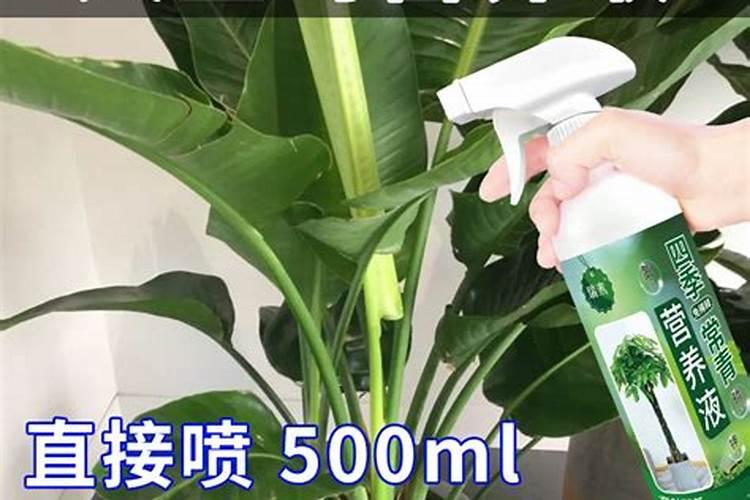 天堂鸟夏季黄叶了怎么办