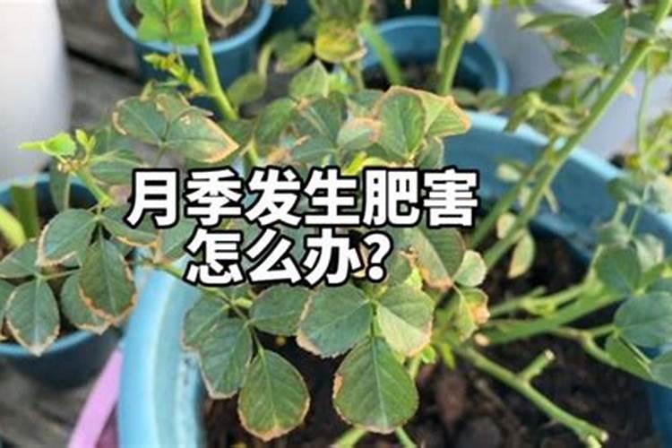大樱桃花前施不含磷的复合肥可以吗？