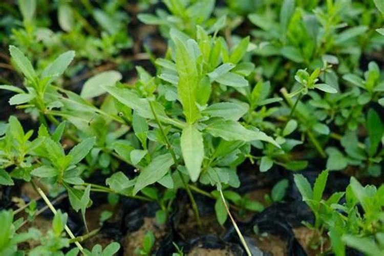 十字花菜叶面宽厚分差使用什么叶面肥最好