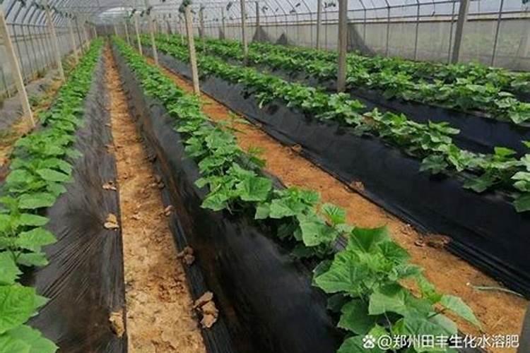 国内最好的水溶肥厂家？