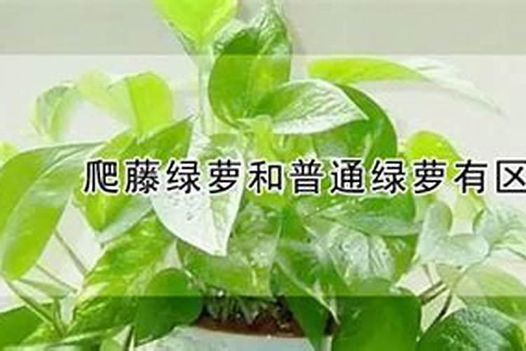 爬藤月季种植用肥知识技巧 爬藤月季可以盆栽吗