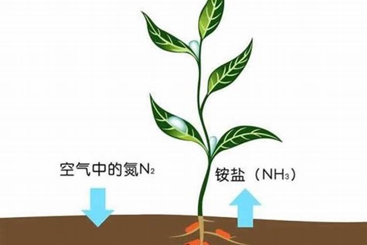 氮肥叶面喷施的浓度
